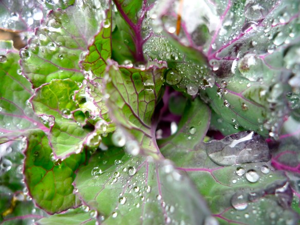 black brussels sprouts